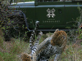 Mating-leopards