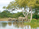 Elephants 1