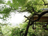 Tree Camp Sala