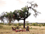 Pioneer Camp Bush Picnic