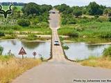 Knp - crocodile bridge - low water bridge - 1d305816